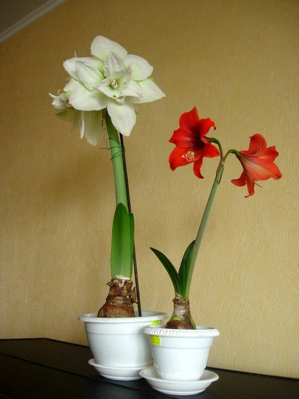 Лилия амариллис