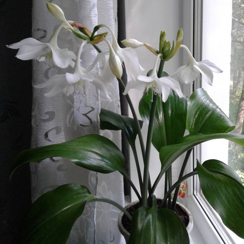 Лилия Амазонская комнатная