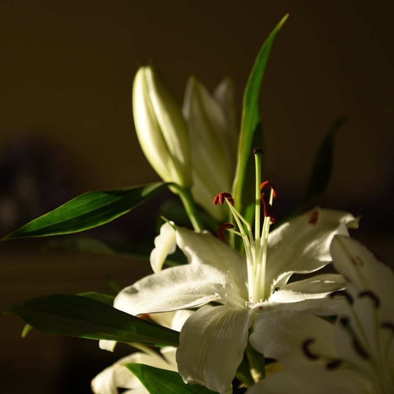 Эухарис grandiflora