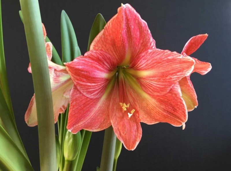 Гименокаллис (Hymenocallis), Лилия паук