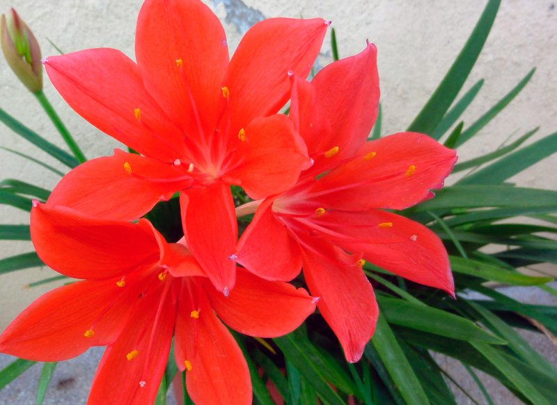 Эухарис grandiflora