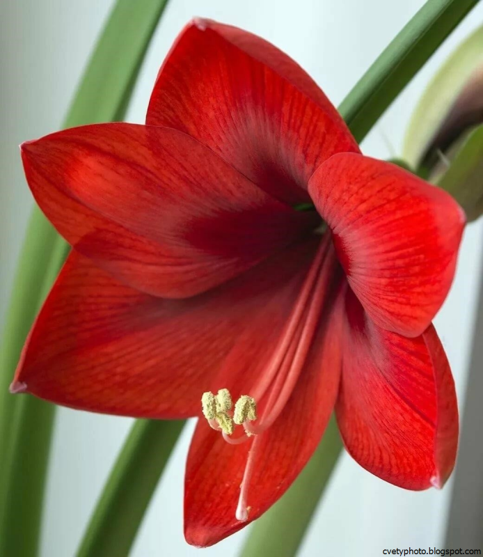 Эухарис Сандера (Eucharis sanderi)