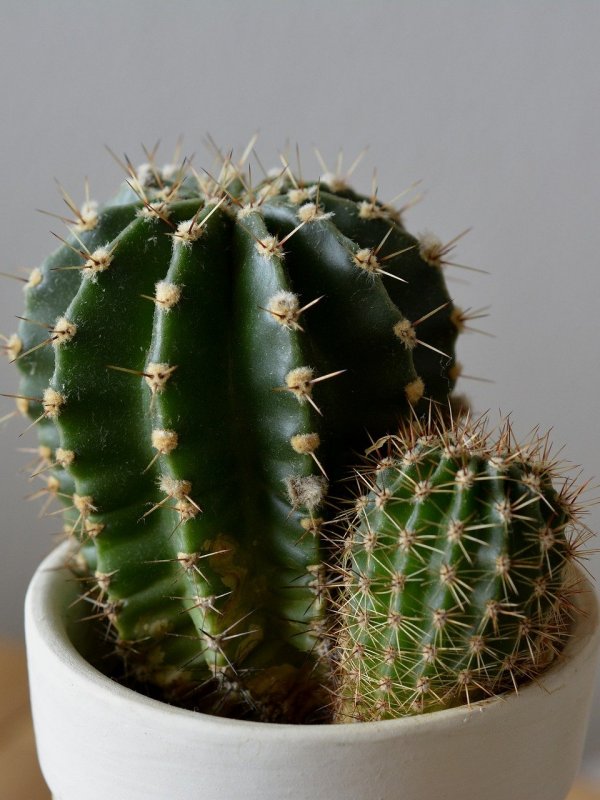 Acanthocereus tetragonus