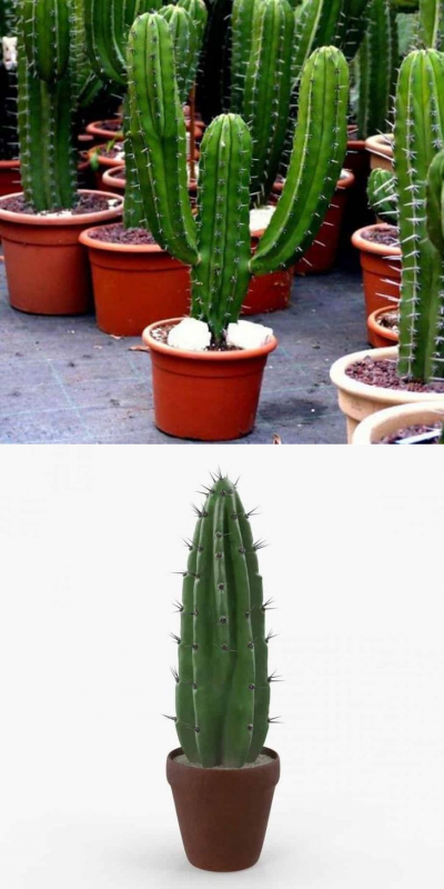 Цереус перуанский (Cereus peruvianus) .