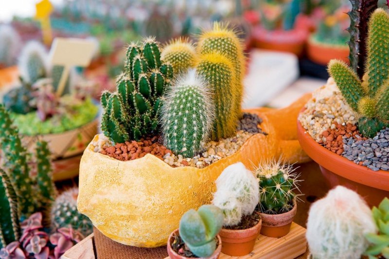 Кактус эхинопсис (Echinopsis)