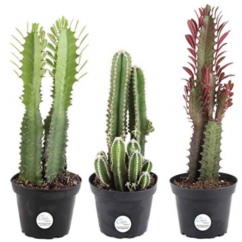 Кактус Notocactus werdermannianus