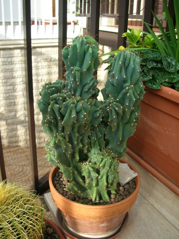 Цереус перуанский (Cereus peruvianus) .