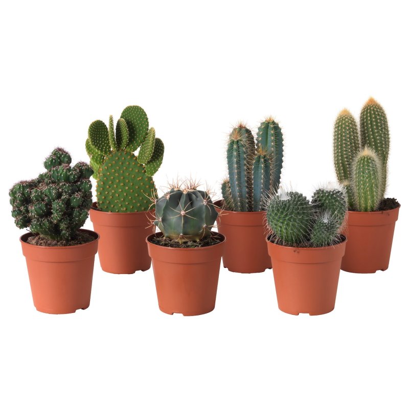 5. Кактус - Cactaceae