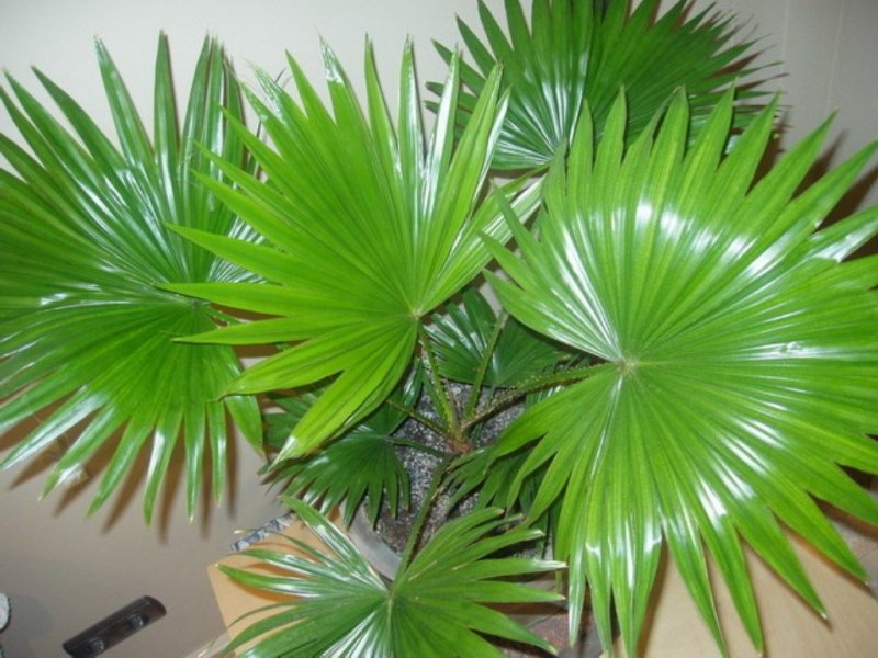 Ливисто̀на китайская – Livistona chinensis