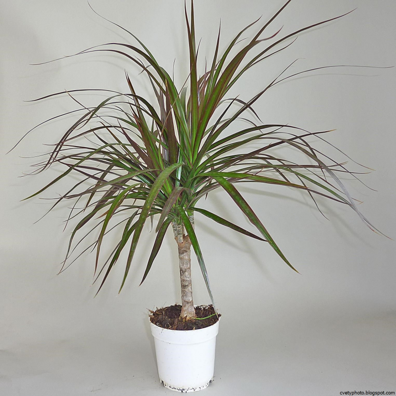 Dracaena marginata