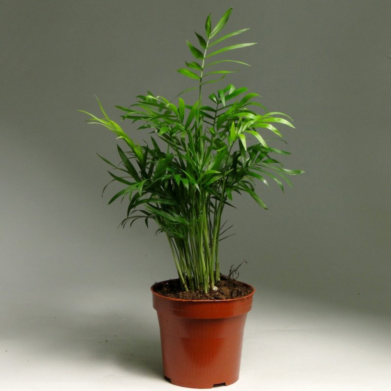 Хамедорея изящная (Chamaedorea elegans)