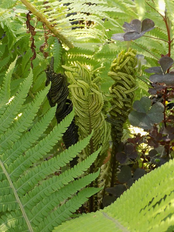 Нефролепис возвышенный (Nephrolepis exaltata)