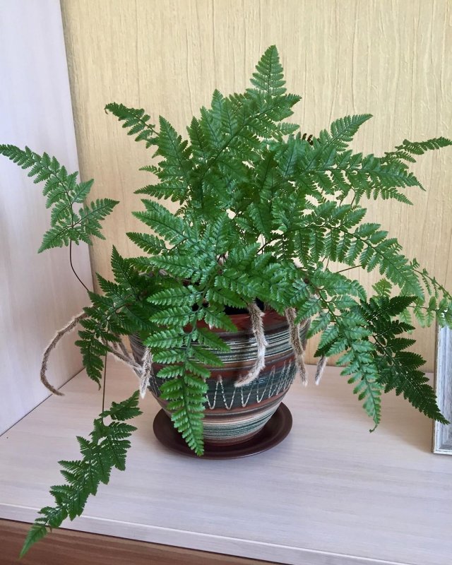 Ульва папоротник