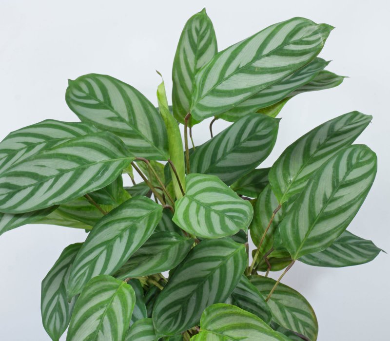 Маранта Maranta Black