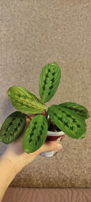 Маранта leuconeura spec