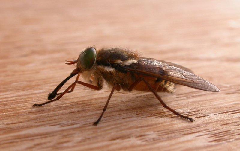Bee Stinger
