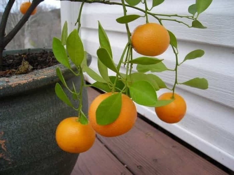 Косточки мандарина