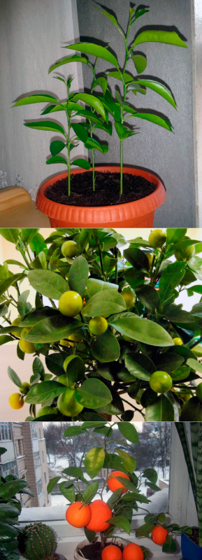 Зеленый мандарин Citrus Nobilis