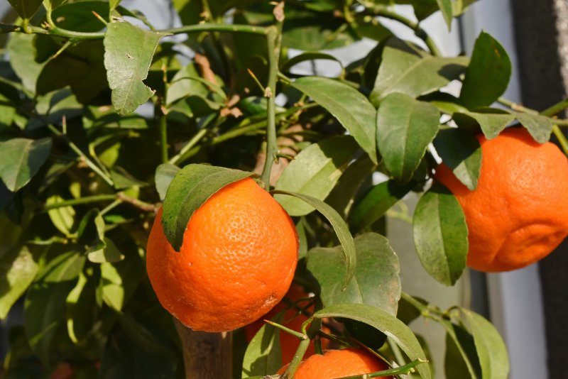 Комнатное дерево Citrus Lemon