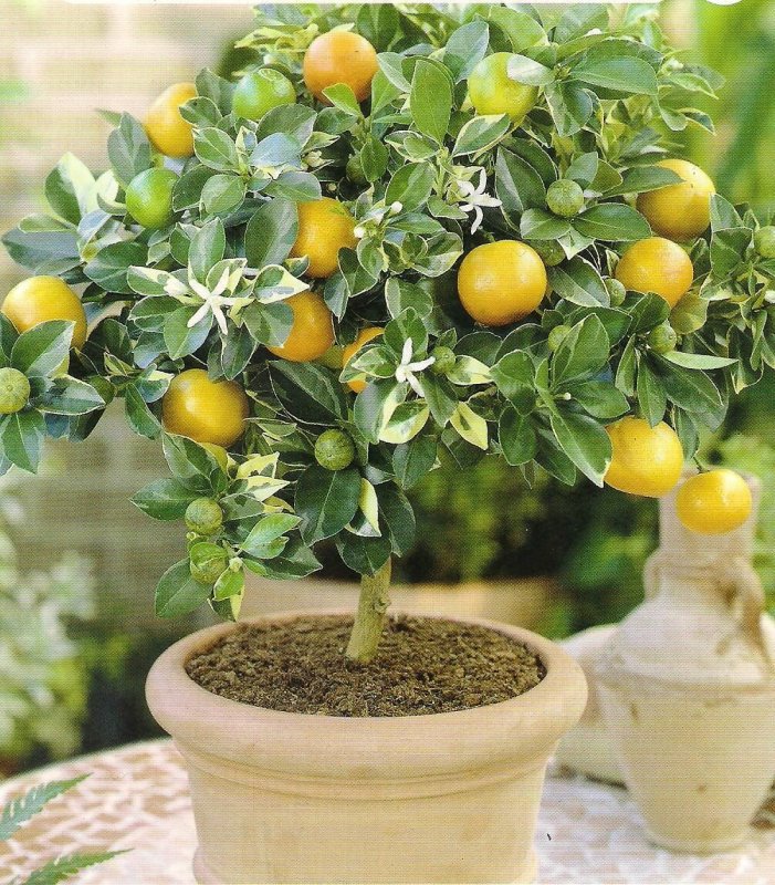 Цитрофортунелла Calamondin