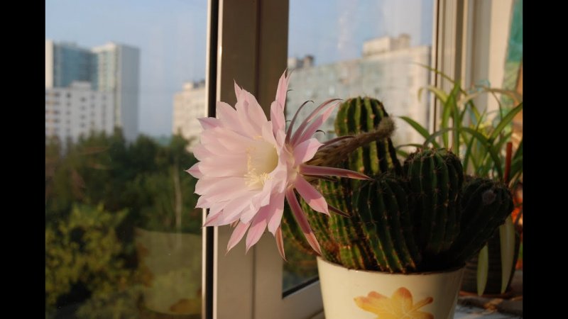 Маммиллярия эрнестии
