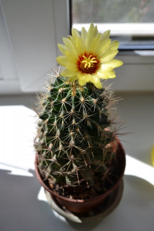 Кактусовые Cactaceae