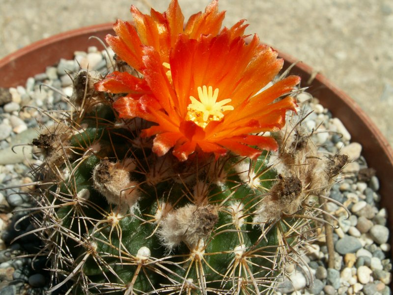 Mammillaria eriacantha