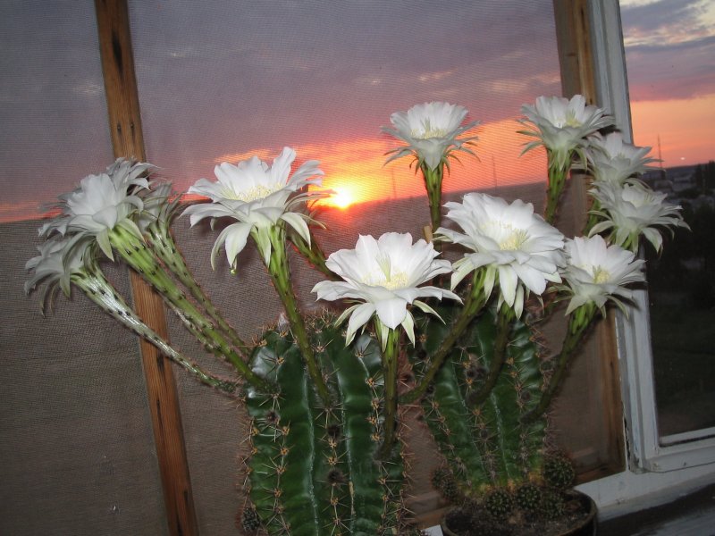 Кактус Маммиллярия Cactaceae