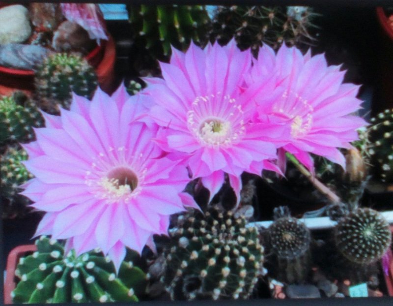 Кактус Peniocereus