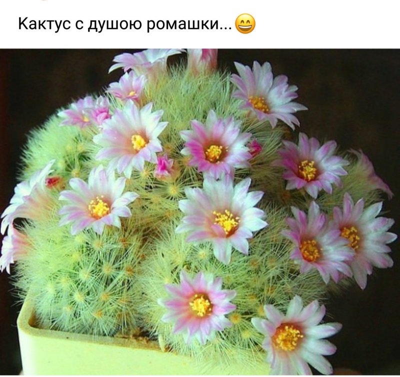 Ребуция Кактус Ребуция