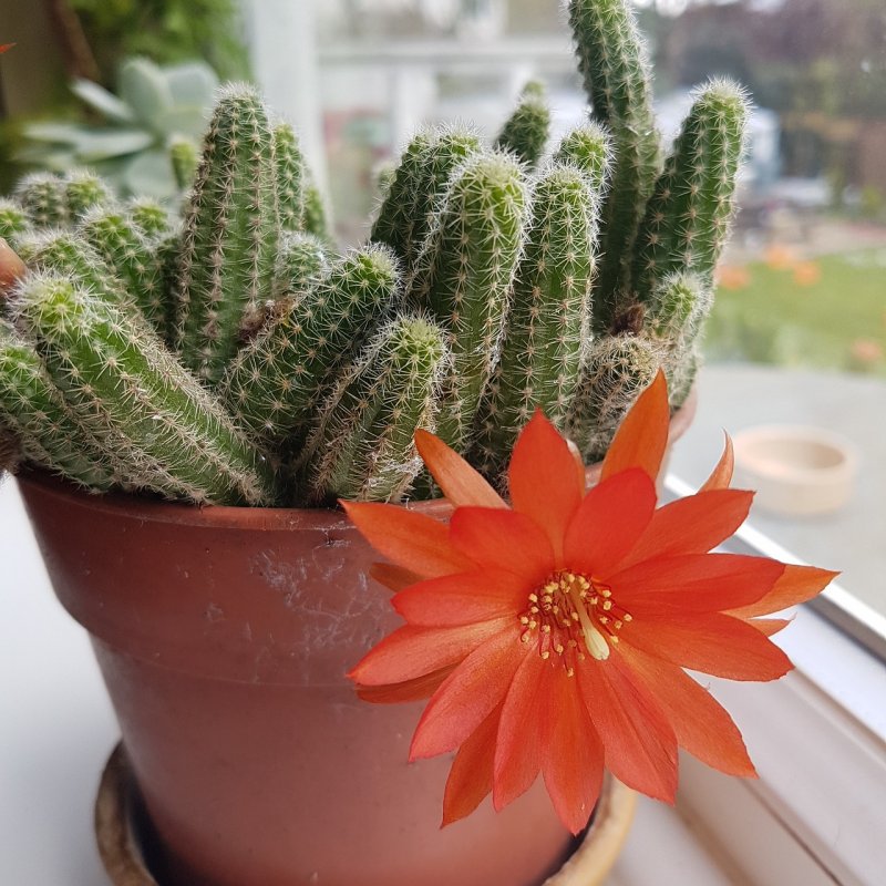 Кактус эхинопсис (Echinopsis) ФОТОФОТО