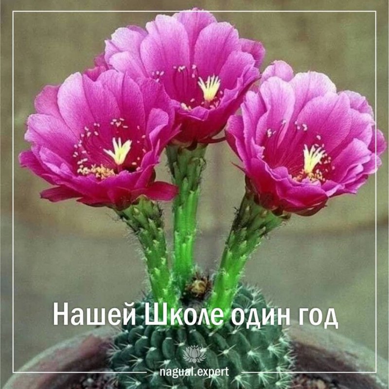Цветущие кактусы в Гималаи