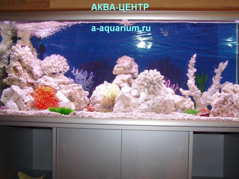 Декор для аквариума псевдоморе