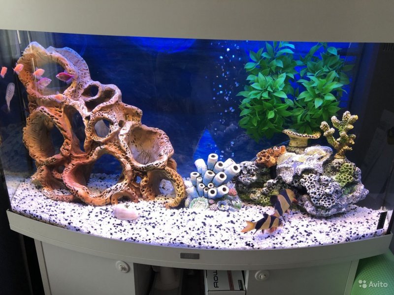 Клоуны оцелярисы в аквариуме псевдоморе