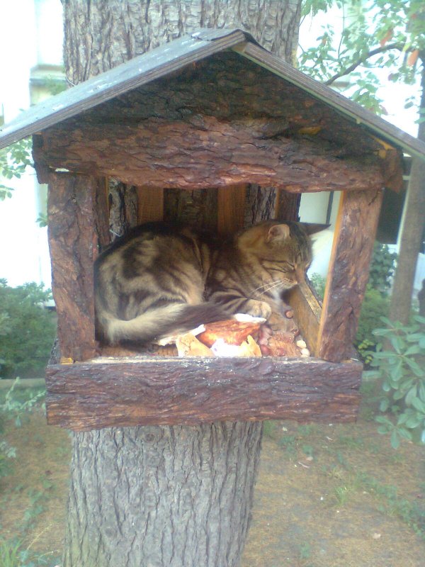 Домик в лесу кот