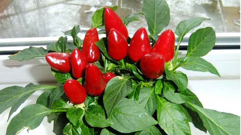 Перец Горький комнатный