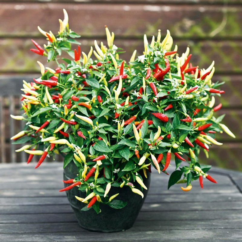 Перец Basket of Fire