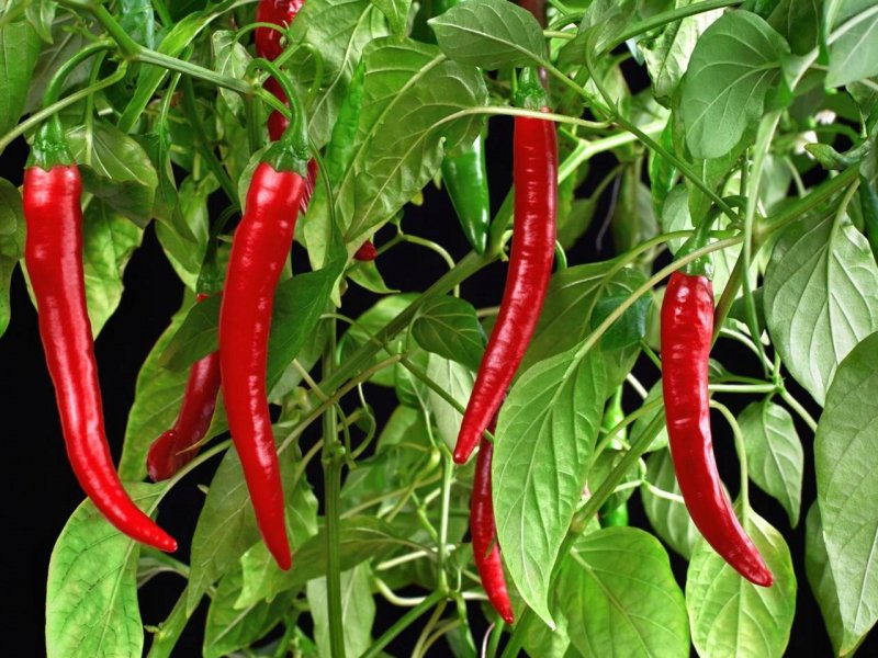 Перец острый кустарниковый Кармен
