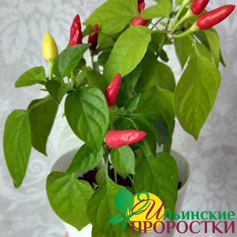 Перец кустарниковый огонек