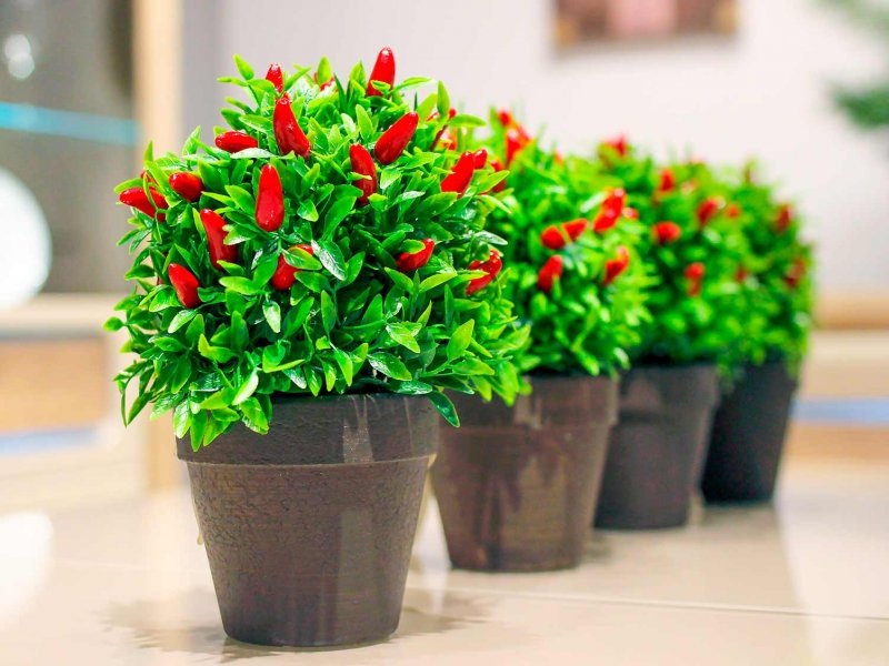 Grow Plant Chilli