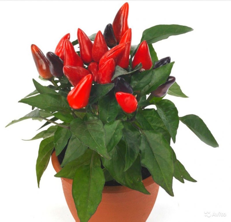 Capsicum annuum Favorit Purple Red