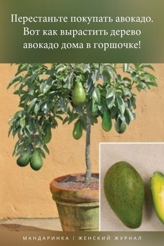 Авокадо дерево плодоносит