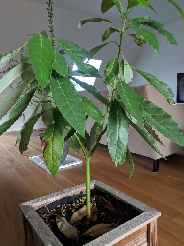 Dwarf Avocado Tree indoors