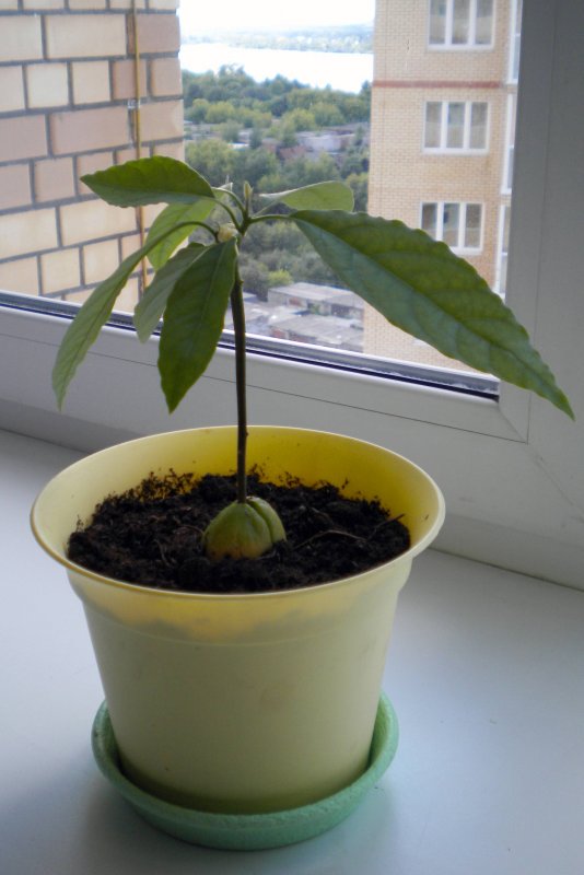 Авокадо куст дерево