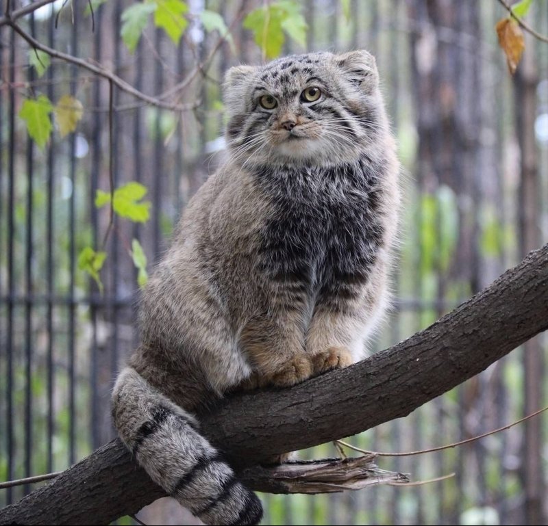 Манул (палласов кот)