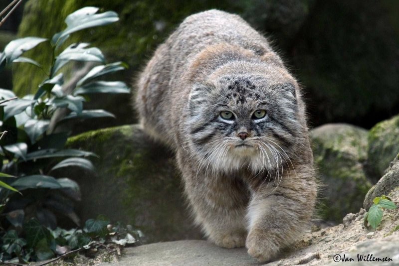 Манул маленький котенок