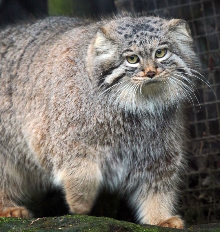 Кот Манул