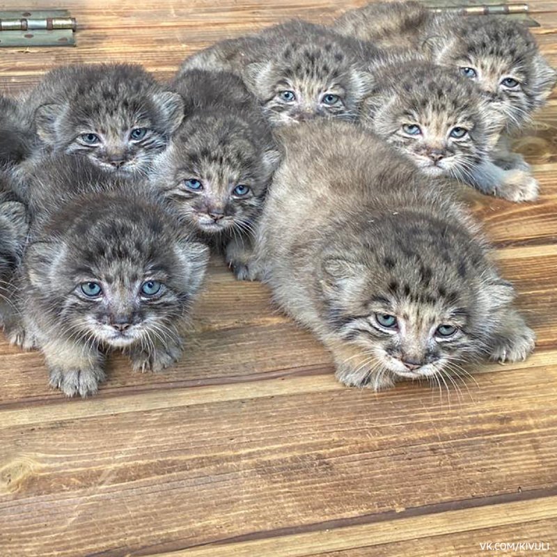 Кот Манул толстый