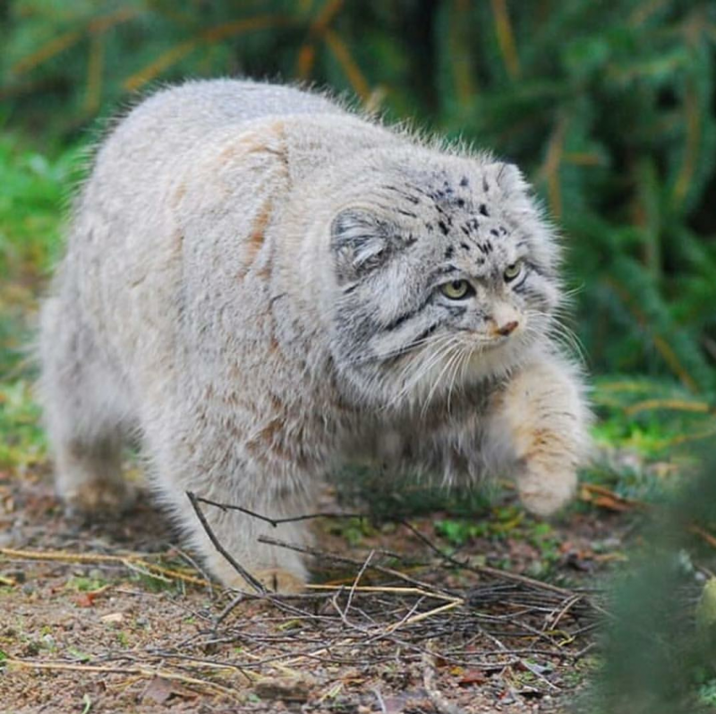 Кот Манул рыжий