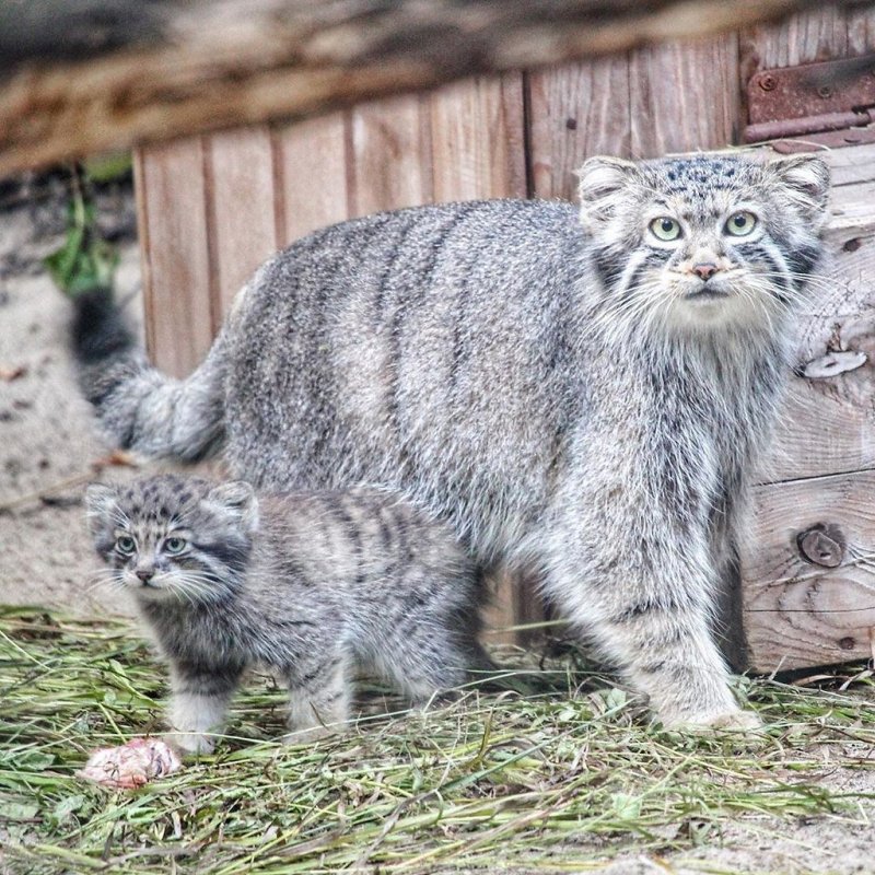 Степной кот Манул